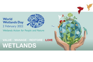 Featured Image for The Importance of Wetlands Preservation in the Face of Climate Change