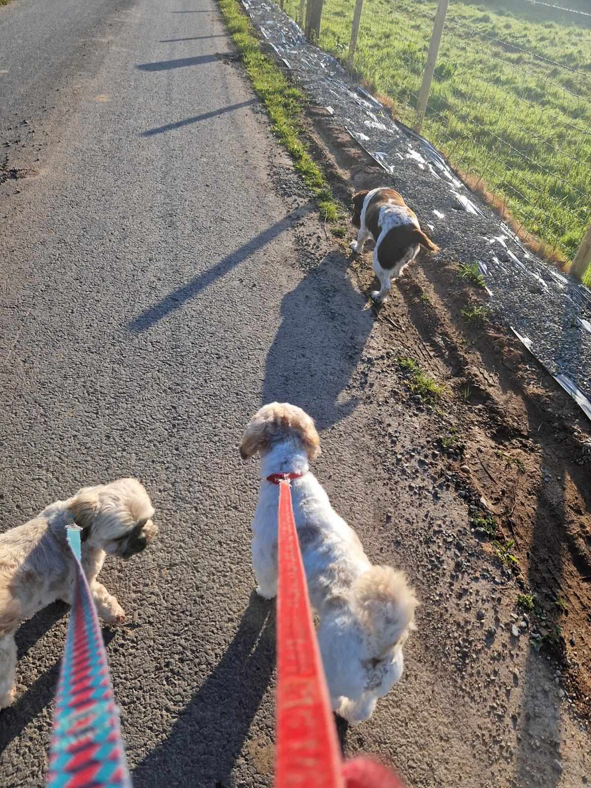 Gallery Image for Team Colloide Steps Up for National Walking Month